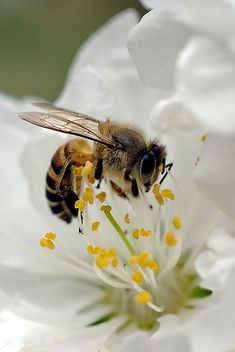 What the Honey Bee Symbolizes Spiritually