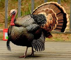Understanding Turkey Fat and Spirituality