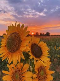 What Makes the Sunflower Special in Spirituality